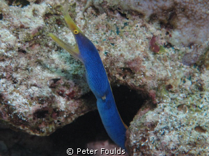 Ribbon Eel taken with Canon G12 by Peter Foulds 